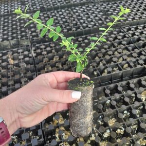 Madressilva de Jardim