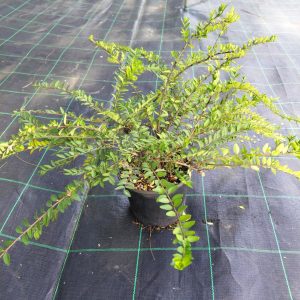 Madressilva de Jardim