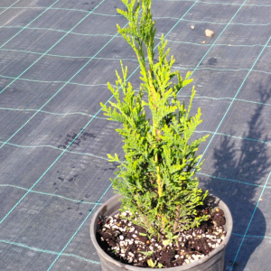 Thuja plicata 'Atrovirens'