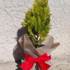 Especial Natal - Tuia 'aurea nana'