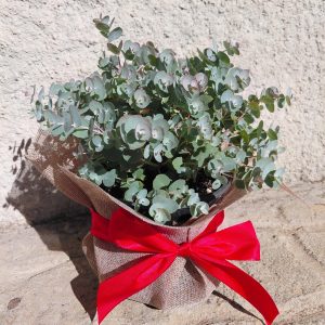 Especial Natal - Eucalipto cinerea